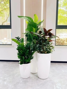 宁波海曙盆景出租，服务超棒，绿植装饰新选择！